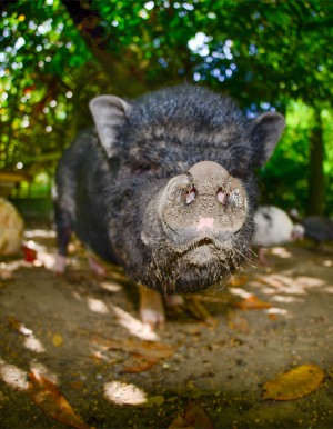 Pig at the chateaus mini farm