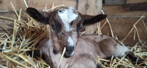 Saxo the baby goat at Moulin mini farm