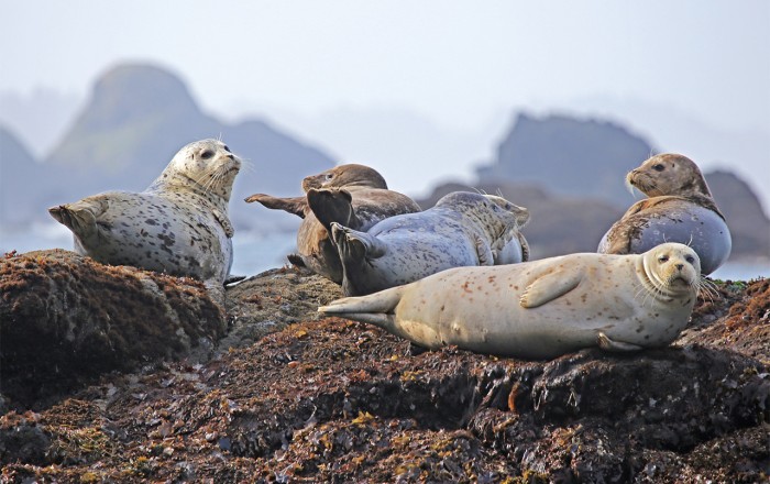 Seals